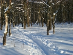 Лыжню в Медведевском лесу будут прокладывать снегоходом